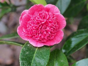 Camellia ‘Volunteer’