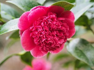 Camellia ‘Volunteer’