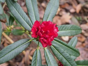 Rhododendron barbatum