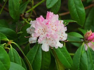 Rhododendron ‘Christmas Cheer’