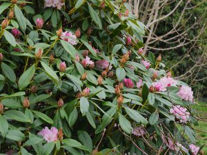 Rhododendron ‘Christmas Cheer’