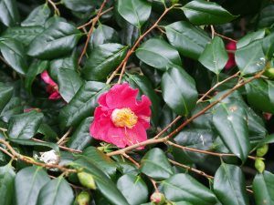 Camellia japonicas