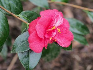 Camellia ‘Adolphe Audusson’