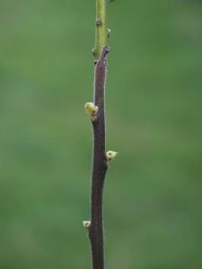 Ehreitia macrophylla
