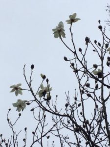Magnolia campbellii var. alba ‘Strybing White’