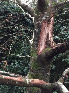 beech tree completely destroyed by bark gnawing