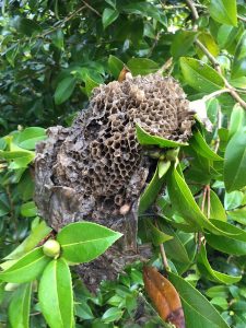wasps’ nest