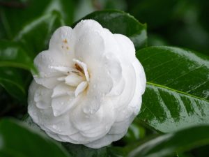 Camellia ‘Alba Plena’