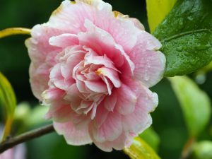 Camellia ‘Optima’
