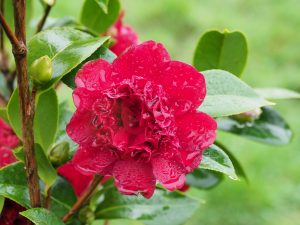 Camellia ‘Takanini’