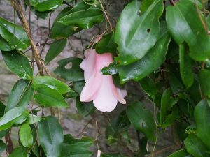 Lapageria rosea ‘Flesh Pink’