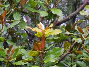 Magnolia grandiflora