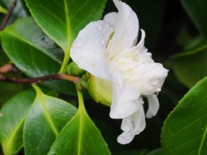 Camellia ‘Mary Costa’