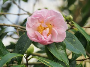 Camellia ‘Salutation’