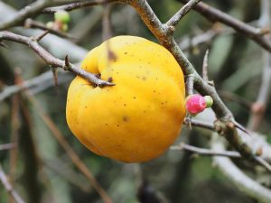 elderly quince (Chaenomales speciosa?)