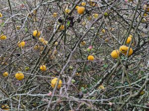 elderly quince (Chaenomales speciosa?)