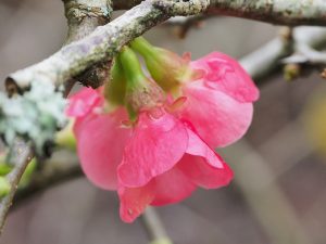 elderly quince (Chaenomales speciosa?)