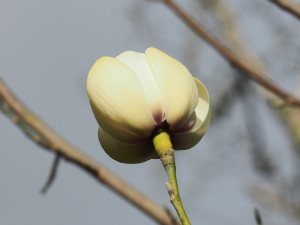 yellow form of Magnolia campbellii