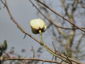 yellow form of Magnolia campbellii