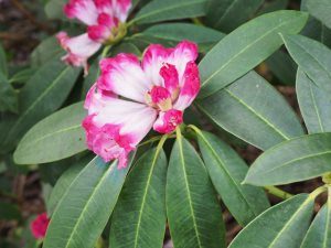 Rhododendron irrorata anthosphaerum