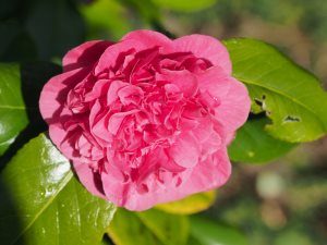 Camellia japonica ‘Carolyn Tuttle’