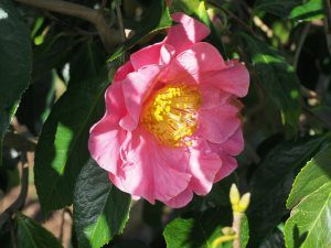 Camellia reticulata ‘Mouchang’