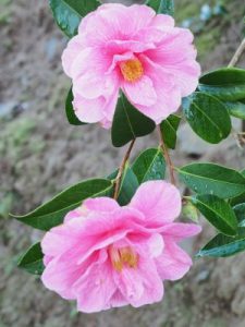 Camellia x williamsii ‘Donation’