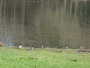 Canada geese