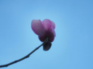 Magnolia sprengeri ‘Lamellyn’