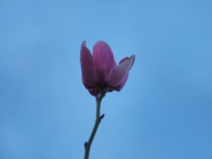 Magnolia sprengeri ‘Lamellyn’