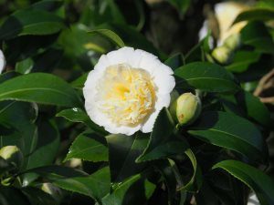 Camellia x williamsii ‘Jurys Yellow’
