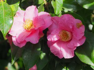 Camellia x williamsii ‘Muskoka’