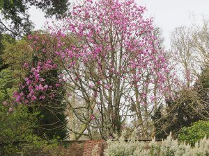 Magnolia ‘FJW’ seedling