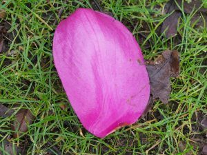 Magnolia ‘Lanarth’ seedling