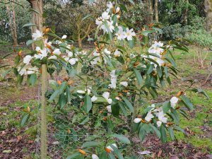 Michelia (properly Magnolia) ‘Fairy White’