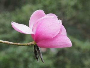 Magnolia campbellii ‘Sidbury’
