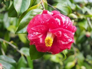 Camellia ‘Doncklaeri’