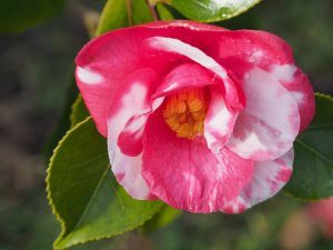 Camellia ‘Memphis Belle’