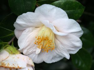 Camellia ‘Mrs D W Davis’