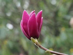 Magnolia ‘Shirraz’