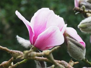 Magnolia ‘Susanna van Veen’