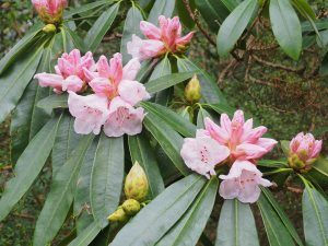 Rhododendron calophytum hybrid