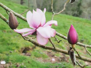 sister seedling (ie from same seedpod) of Magnolia ‘Caerhays Splendour’
