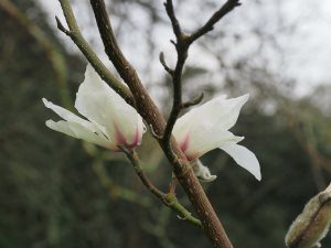 Magnolia zenii ‘Pink Parchment’