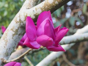 New Zealand form of Magnolia ‘Lanarth’