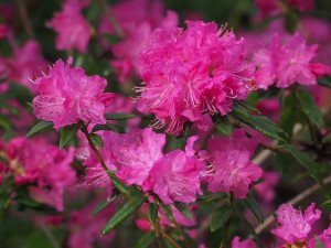 Rhododendron ‘Ostara’