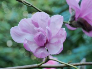 Magnolia sprengeri ‘Diva’