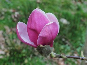 Magnolia ‘Theodora’