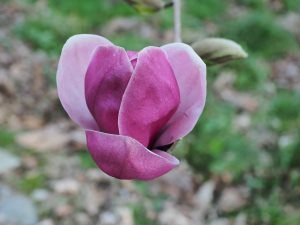 Magnolia ‘Theodora’