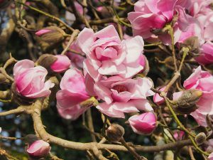 Magnolia ‘Caerhays Belle’